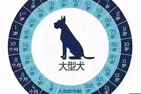 属狗的今年几岁|属狗的今年多大2024 年龄是本命年和本年的年数相加。